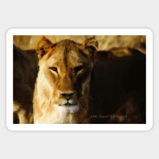 Lioness Sticker